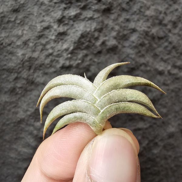 吉利minor(燕子)/Tillandsia gilliesii forma minor 