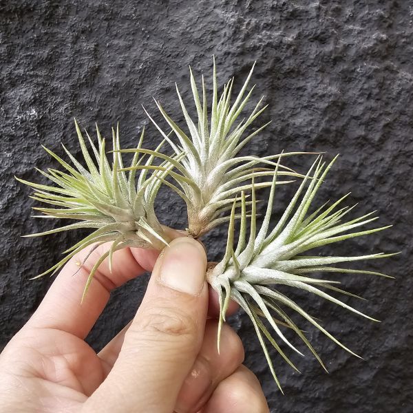 變異狐尾×長莖(不挑株)/Tillandsia funckiana var. recurvifolia × ionantha v. van-hyningii(CYC#476) 