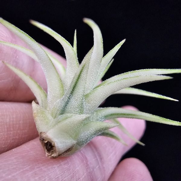 阿伯小精靈(藝)/Tillandsia ionantha Albo-Marginata 