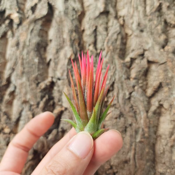 綠精靈×蜜桃/Tillandsia ionantha Green × Peach 