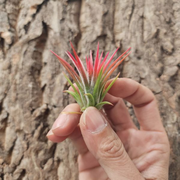 墨西哥小精靈/Tillandsia ionantha Mexico 