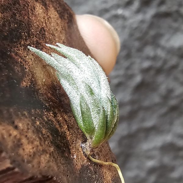 銀冰×歐洲xip/Tillandsia chiletensis × xiphioides(Europe) 