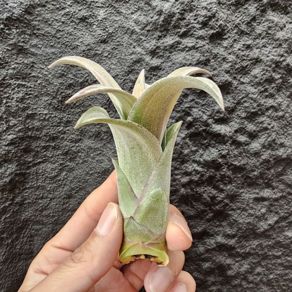 高原×女王頭/Tillandsia sphaerocephala × caput-medusae 