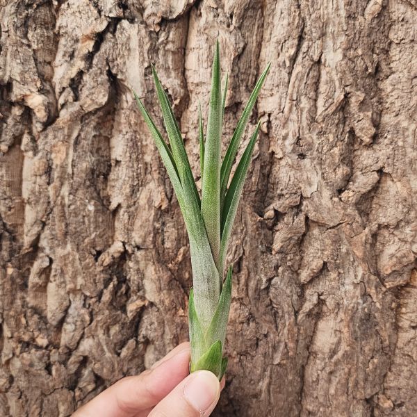 波麗斯塔亞-交種/Tillandsia Polystachia Hybrid 