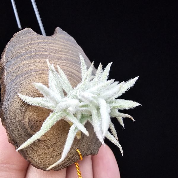 矮種粗糠/Tillandsia paleacea Enano(Europe) 