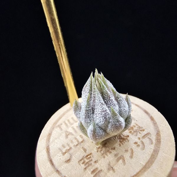 羅西塔小精靈(選拔)/Tillandsia ionantha Rosita~形態集束，成株葉子較短的選拔個體、圖四母株參照！ 