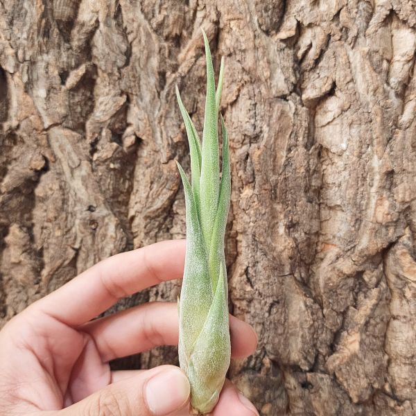 花中花×犀牛角/Tillandsia Precious Paige (Intermedia x Seleriana)(RFI) 