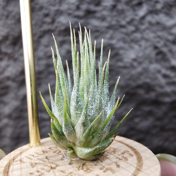 德K榛果/Tillandsia ionantha haselnuss(KK) 