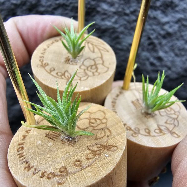 長莖minor×座美人(不挑株)圖三參考較大植株/Tillandsia ionantha van minor form × Sitting Pretty 