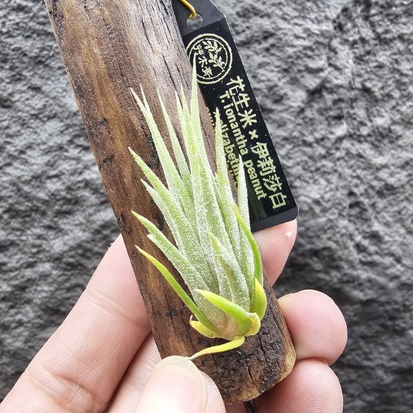 花生米×伊莉莎白(上木材，黃連木)/Tillandsia ionantha peanut × elizabethiae 