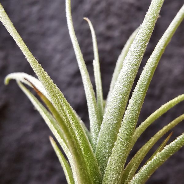 勞倫茲×迷你電捲/Tillandsia lorentziana × diguetii 
