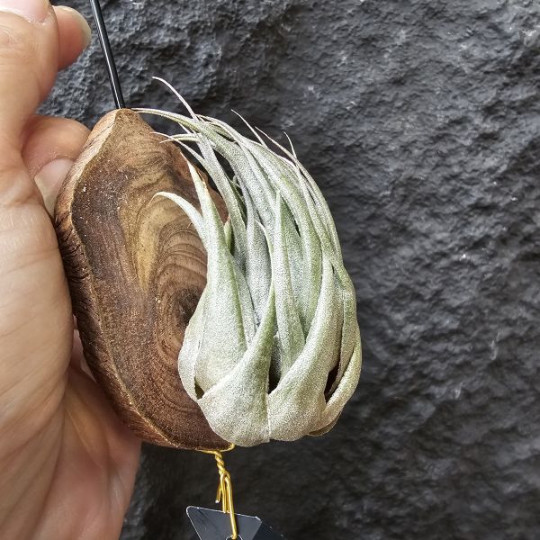 K燒(特大尺寸)/Tillandsia kautskyi 