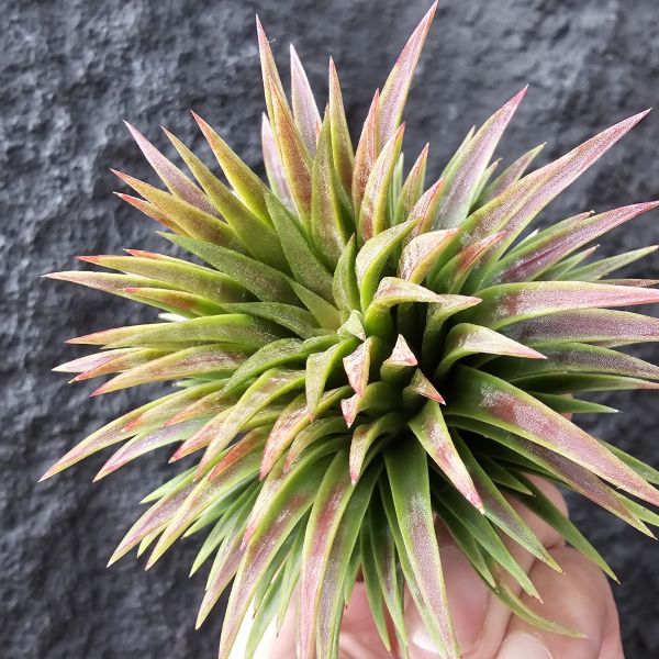 華美選拔大型/Tillandsia ionantha Huamelula Giant select 