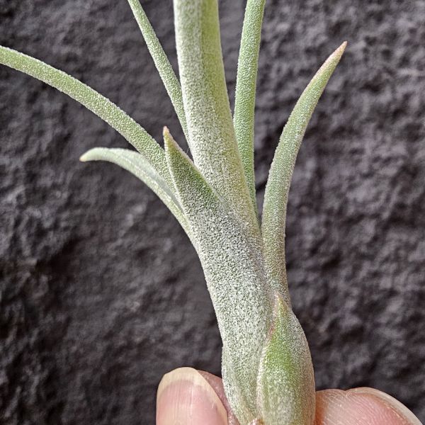歡樂跳躍(小精靈×噴泉-小型)Tillandsia Jumping for Joy(ionantha x exserta) 