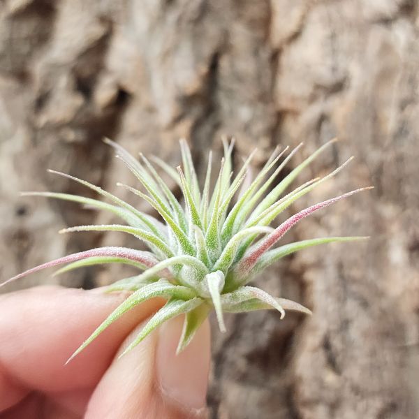 白雪公主小精靈/Tillandsia Ionantha Snow White 