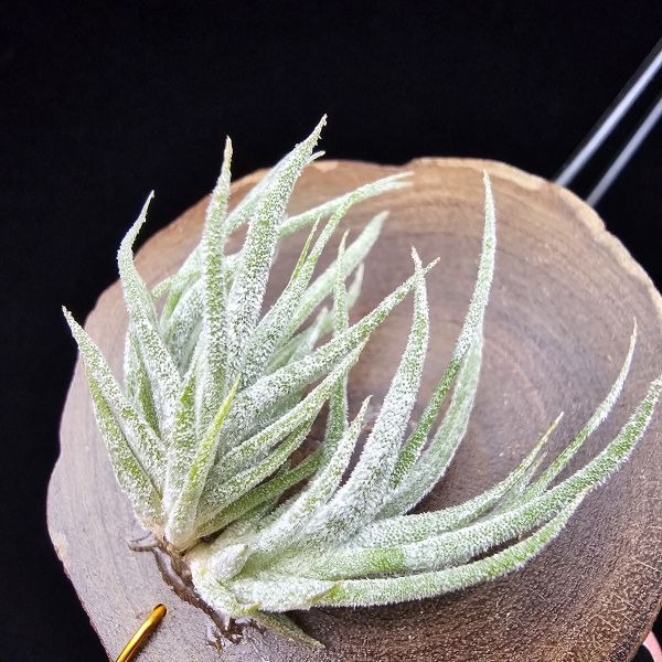 New~小矮人精靈×雞爪(精靈爪?)/Tillandsia ionantha Enano(Tropiflora) × glabrior~熱帶'小矮人精靈'與銀葉質感的'雞爪'交種，有點奇葩XD~叢生滿美、毛毛的~ 