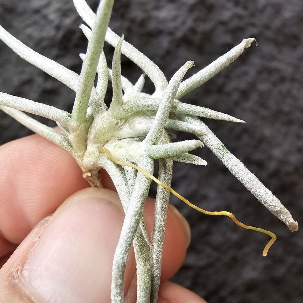 莫利斯/Tillandsia mollis(Europe) 
