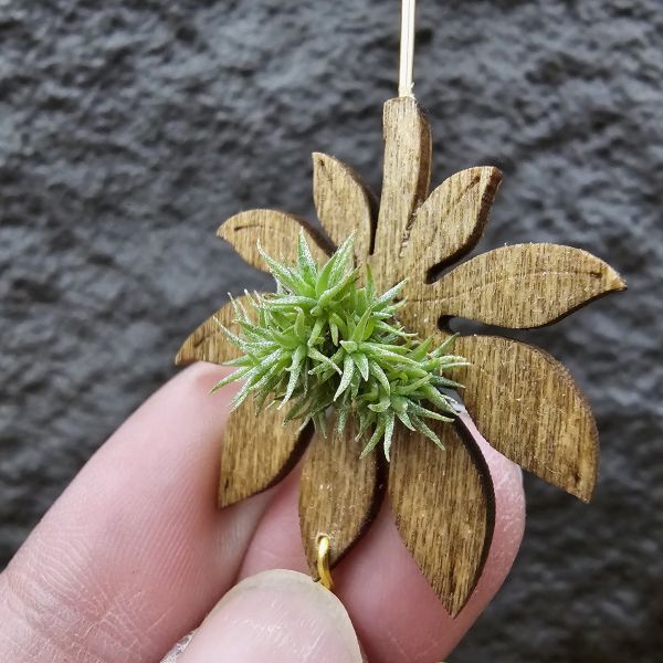 草皮鳳(實生叢)/Tillandsia tricholepis seedling 