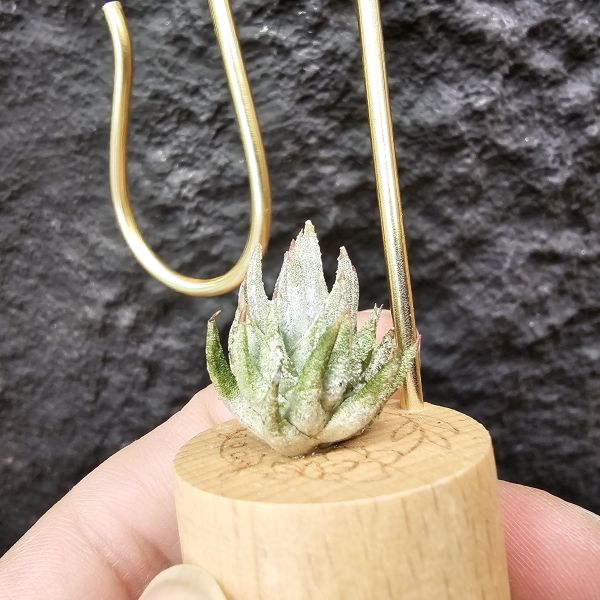 長莖萊恩/Tillandsia ionantha v. van-hyningii The cutest Ryan 