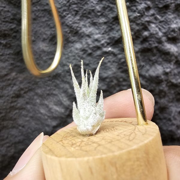Joy(電捲×河豚)×長莖小精靈/Tillandsia Joy × ionantha v. van-hyningii 