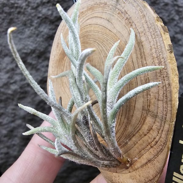 蘭吉諾薩/Tillandsia languinosa(Europe) 