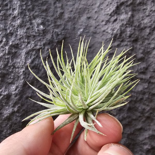 綴化小精靈-雨林/Tillandsia ionantha monstrose(RFI) 