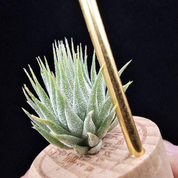 花生米小精靈(早期)/Tillandsia ionantha peanut~形態較矮胖些 
