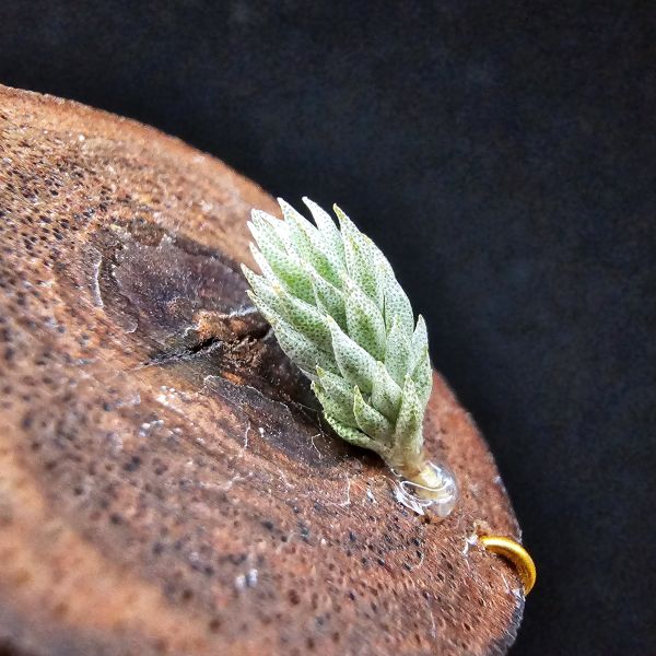 彈頭(黑紫花)/Tillandsia pedicellata Purple Flower(Argentina) 