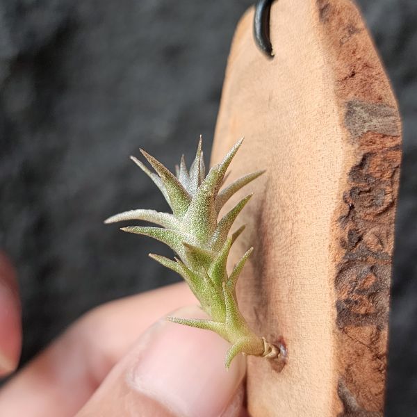 侏儒毒藥-紅色型/Tillandsia Latifolia Enano Red 