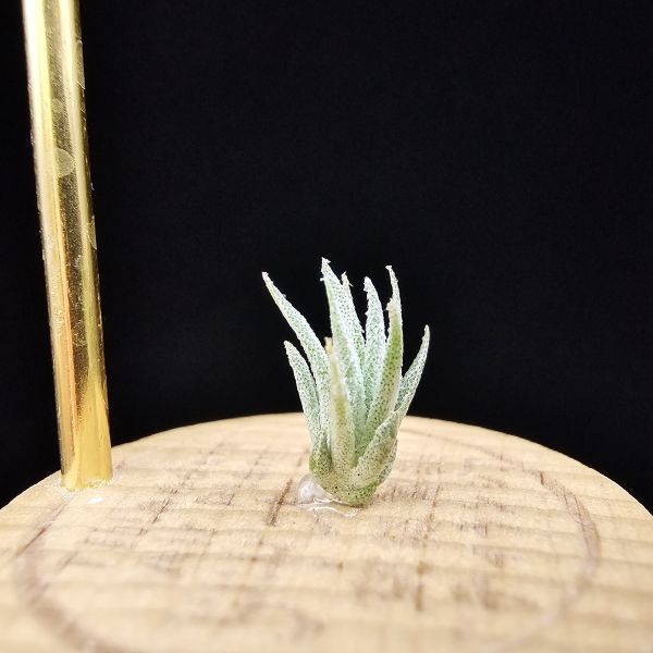 白天鵝×(電捲×犀牛)雨林/Tillandsia barfussii × Blushing Giant(RFI)~圖四較大植株參照！ 