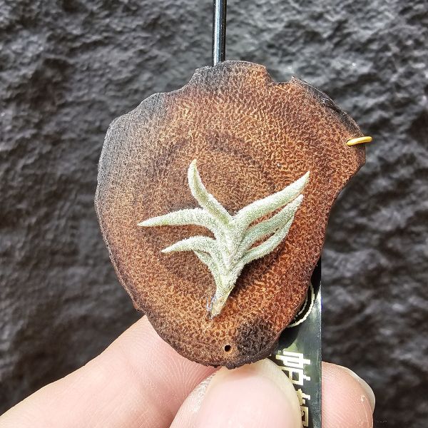 帕姆塔塔/Tillandsia permutata 