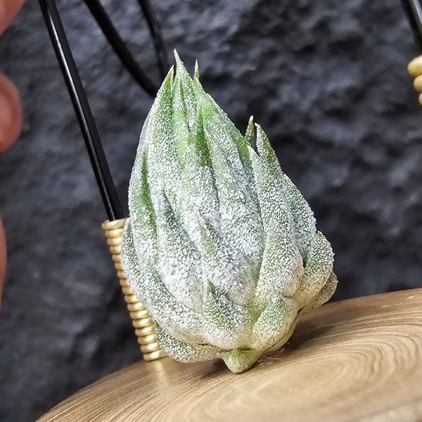 歐洲榛果(特殊)Tillandsia ionantha Hazelnut (Europe)~來源歐洲玩家、早期由一株栽培的後代芽、植株相當肉感、成株比起常見歐榛大 
