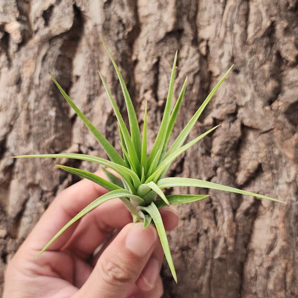 空可樂×小精靈/Tillandsia Concolor × Ionantha 