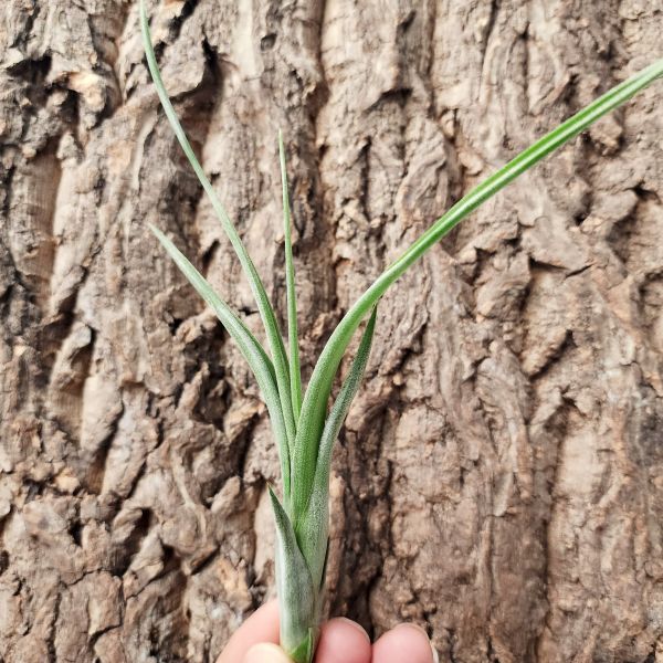 花中花/Tillandsia Intermedia 