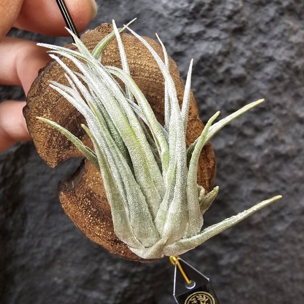 K燒(大尺寸)/Tillandsia kautskyi 