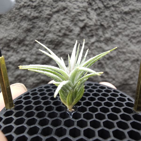 初戀 × 迷你電捲/Tillandsia arequitae × diguetii 