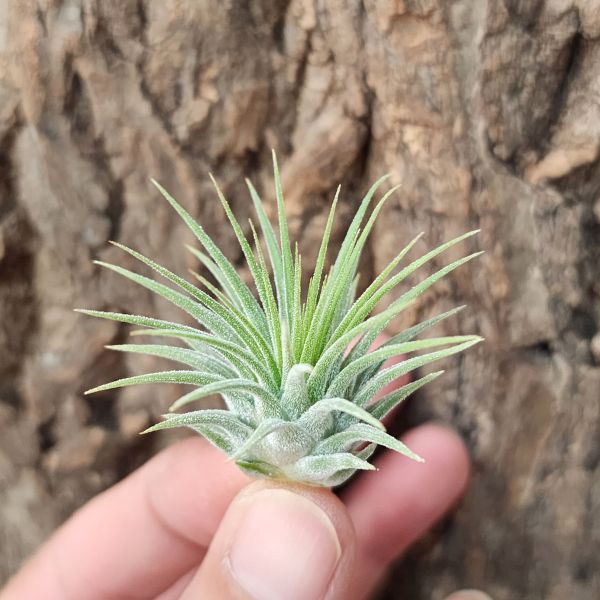 變異小精靈/Tillandsia Ionantha Var. Ionantha 