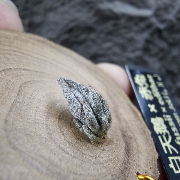 白天鵝×赤兔(新品)/Tillandsia barfussii × edithae~From JoLi 