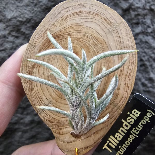 蘭吉諾薩/Tillandsia languinosa(Europe) 