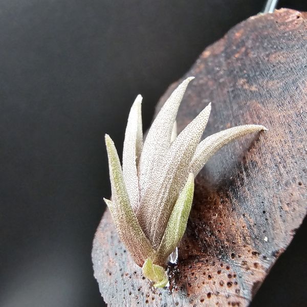 小海螺(尺寸大一些帶2芽)/Tillandsia Peiranoi Red~重油耐用"降真木"板材 