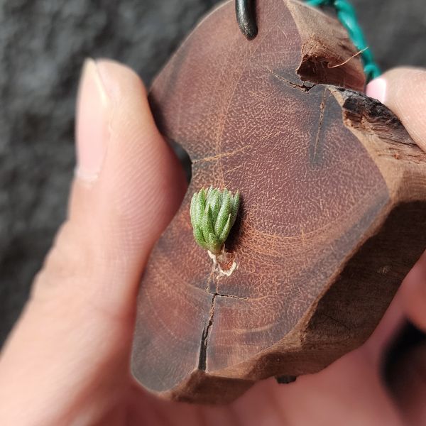 樂透×Erici/Tillandsia lotteae × erici 