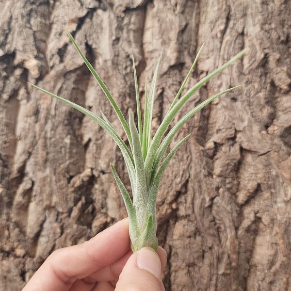 小精靈×紅女王/Tillandsia Ionantha × Paucifolia 