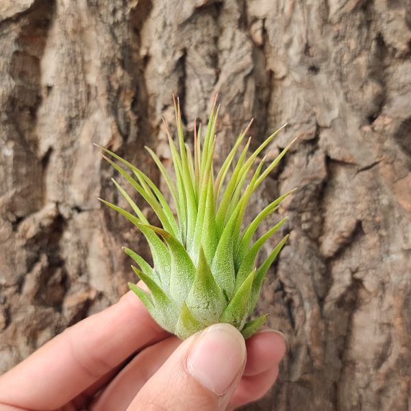 龍精靈(菲律賓)/Tillandsia Ionantha Ron Philippines form 