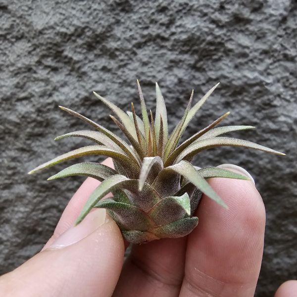 巧克力小精靈(不小顆)/Tillandsia ionantha 