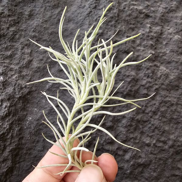卡畢Type1/Tillandsia capillaris Type 1 