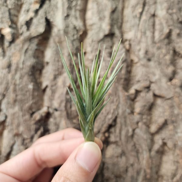 阿珠依-紫星/Tillandsia Araujei Purple Star 