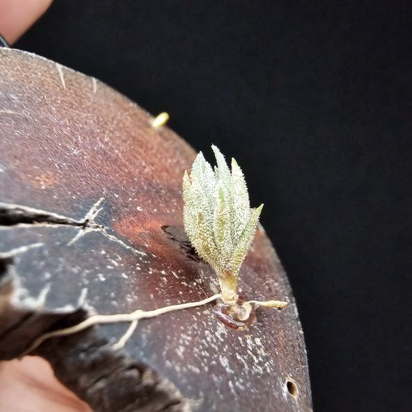 歐洲xip(檸檬香花)交種/Tillandsia xiphioides Hybrids(Europe)~此品項為歐洲當地玩家栽培交種，母本開花帶有檸檬香，父不詳？依苗的形態判斷父本應也屬瓣狀花品種，成長速度慢，市面上不會有的品項！ 