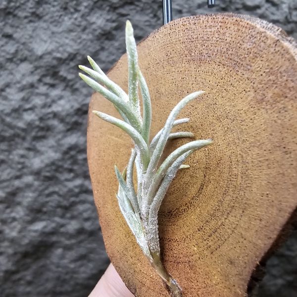 阿根廷卡畢/Tillandsia capillaris(Argentina) 