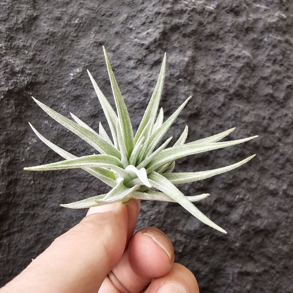 白翼/Tillandsia didisticha 