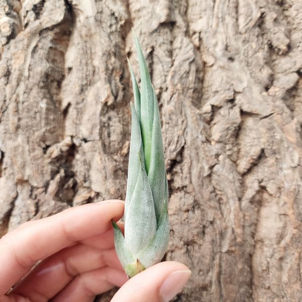 象牙玉墜子-中/Tillandsia Circinatta 